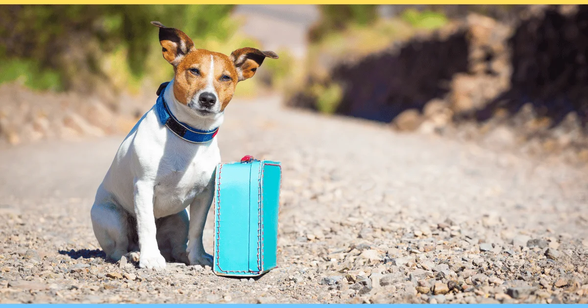 best dog friendly hotels in the usa